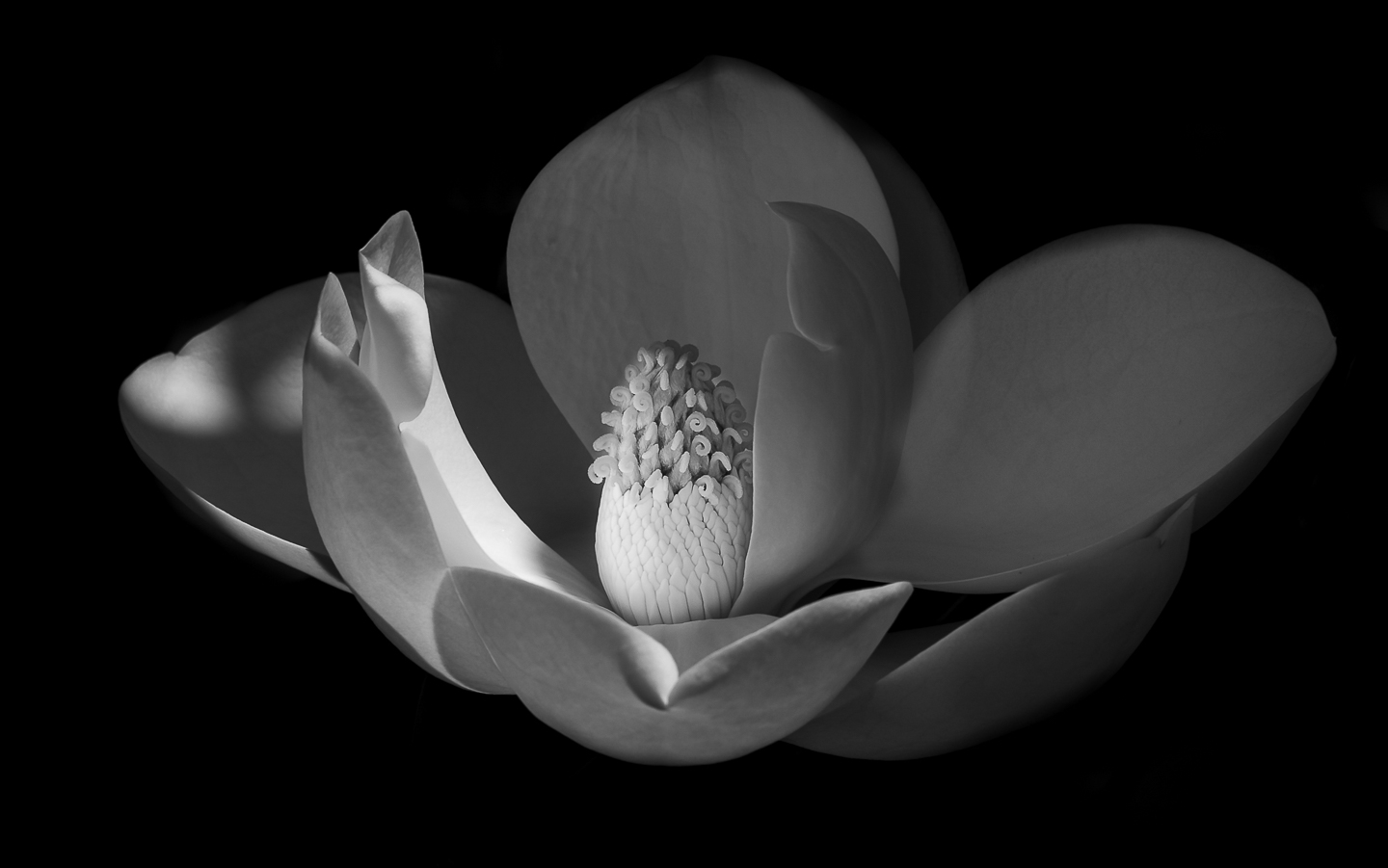 1st PrizeOpen Mono In Class 3 By Deb Payette For Perfect Light NOV-2020.jpg